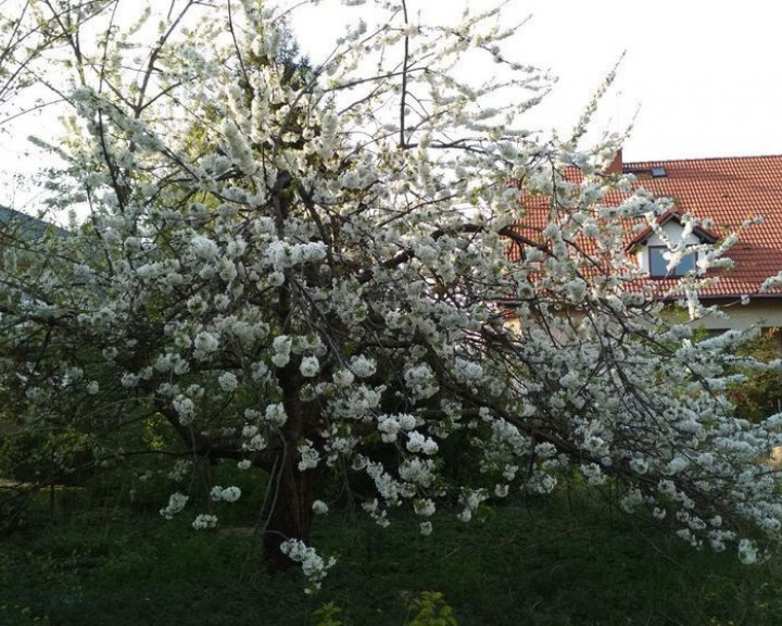 Działka Sprzedaż Szczecin Pogodno