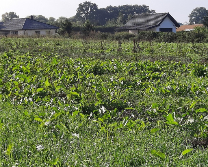 Działka Sprzedaż Kurów Na Klifie