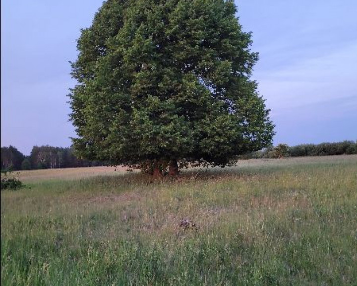 Działka Sprzedaż Lubczyna