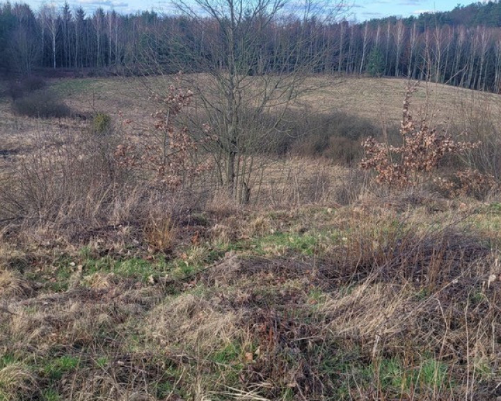 Działka Sprzedaż Zieleniewo