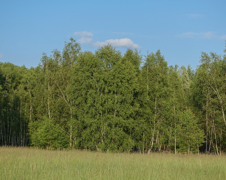 Działka Sprzedaż Grzepnica